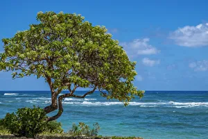 Kauai Prints: Tree overlooking Poipu Bay, Kauai, Hawaii, USA