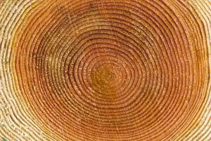 Images Dated 20th January 2007: Tree rings, Stanley Park, British Columbia