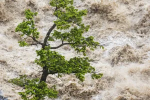Images Dated 20th June 2013: Tree & river in flood, Banff, Alberta, Canada