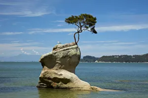 Images Dated 21st January 2018: Tree on rock, Tinline Bay, Abel Tasman National Park, Nelson Region, South Island