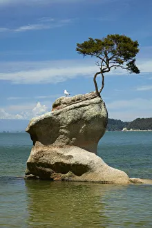 Tasman Bay Prints: Tree on rock, Tinline Bay, Abel Tasman National Park, Nelson Region, South Island