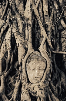 Images Dated 12th June 2015: Tree roots entwined around buddha sculpture, Thailand