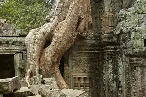 Buddhist Prints: Tree roots growing over Ta Prohm temple ruins (12th century), Angkor World Heritage Site