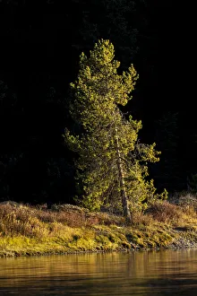 Snake River Prints: Tree on shoreline of Snake River at sunset, Grand Teton National Park, Wyoming