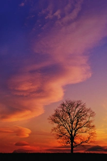 Timeless Prints: Tree silhouette at sunset