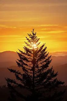 North Carolina Prints: Tree silhouetted at sunrise, Great Smoky Mountains National Park, North Carolina
