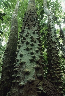 Thorn Prints: Tree with spiny trunk (Zanthoxylum sp. ) Corcovado National Park, Costa Rica