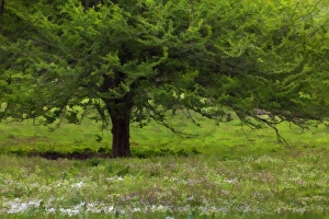Lexington Prints: Tree and spring wildflowers, Lexington, Kentucky