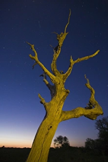 Skyward Prints: Tree, stars, and nightfall, Coastal Bend, Texas