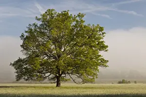 Images Dated 5th May 2011: Tree at sunrise, Cades Cove, Great Smoky Mountains National Park, Tennessee