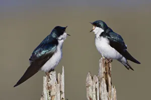Territory Prints: Tree Swallow Pair