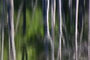Tree trunk reflections on small lake, Kentucky