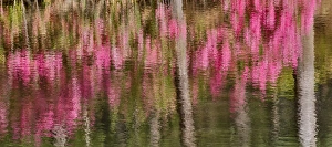 Georgia Prints: Tree trunks and azeleas reflected in calm pond, Callaway Gardens, Georgia