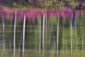 Reflections Prints: Tree trunks and azeleas reflected in calm pond, Callaway Gardens, Georgia