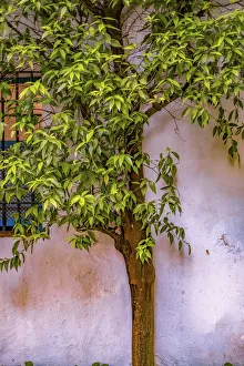 Lone Tree Prints: Tree and wall