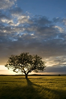 Images Dated 24th May 2005: Tree in wheat field at sunset, Burgundy, France