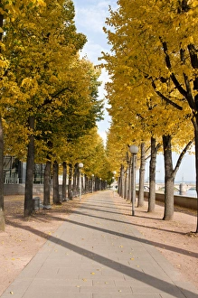 Images Dated 8th October 2010: Treelined pathway along Elbe River Dresden, Germany