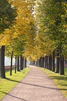 Pathway Prints: Treelined pathway along Elbe River Dresden, Germany