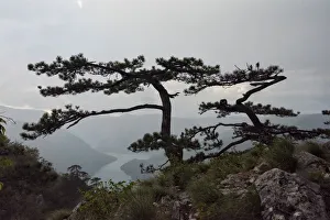 Viewpoint Prints: Trees at Banjska Stena viewpoint, National Park Tara, Serbia