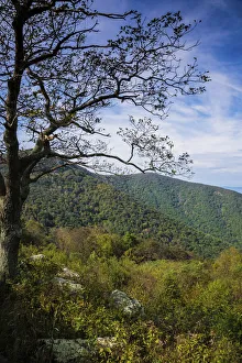 Great Smoky Mountain Prints: Trees along Blue Ridge Parkway, Smoky Mountains, USA