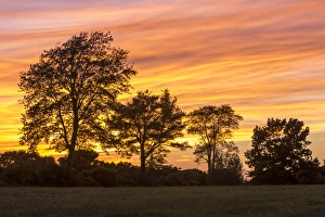 Jerry Marcy Monkman Prints: Trees at dusk on Sagamore Hill in Hamilton, Massachusetts
