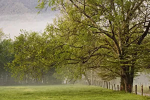Trees along fence at sunrise, Cades Cove, Great Smoky Mountains National Park, TN
