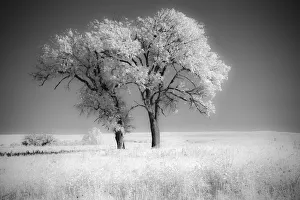Kansas Prints: Trees of the Flint Hills in black and white infrared