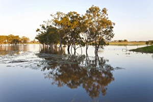 Queensland Prints: Trees & flooded creek, near Rockhampton, Queensland, Australia