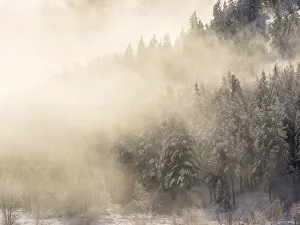 Foggy Prints: Trees in fog with morning light