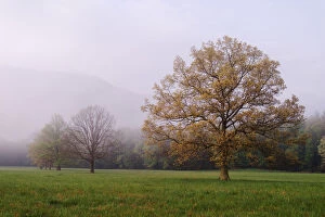 Trees in foggy meadow Cades Cove Great Smoky Mountains N.P. TN