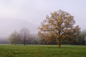 Foggy Prints: Trees in foggy meadow Cades Cove Great Smoky Mountains N. P. TN