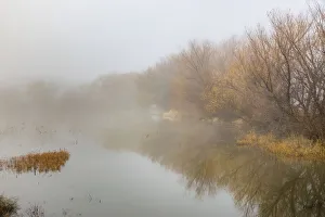 Atmosphere Prints: Trees on foggy morning, Bosque del Apache National Wildlife Refuge, New Mexico