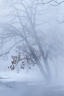Images Dated 25th February 2016: Trees along frozen Lake Kussharo. Winter snow with mist rising