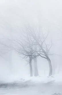 Images Dated 25th February 2016: Trees along frozen Lake Kussharo. Winter snow with mist rising