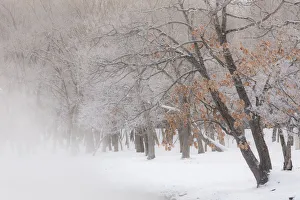 Images Dated 26th February 2016: Trees along frozen Lake Kussharo. Winter snow with mist rising