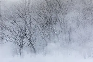 Images Dated 26th February 2016: Trees along frozen Lake Kussharo. Winter snow with mist rising