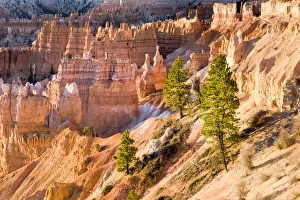 Natural Beauty Prints: Trees grow in Limestone at Bryce Canyon National Park. Utah. US
