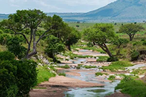 National Reserve Prints: Trees growing along the banks of the Talek River. Masai Mara National Reserve, Kenya