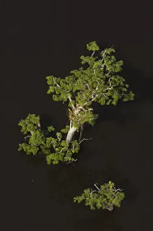 Images Dated 7th June 2007: Trees growing in the lagoons of Cuyabeno Reserve. Cuyabeno contains large tracts