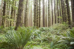 Trees in the Hoh Olympic National Park, Washington State