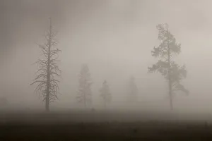 Images Dated 9th August 2015: Trees in Mist. Early Morning. Yellowstone National Park. Wyoming