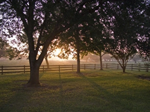 Images Dated 7th September 2008: Trees and mist at sunrise