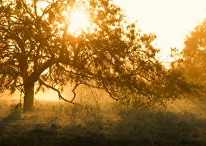 Images Dated 7th September 2008: Trees and mist at sunrise