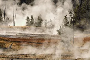 Images Dated 5th August 2020: Trees in morning mist, Firehole Lake Drive, Yellowstone National Park, Montana
