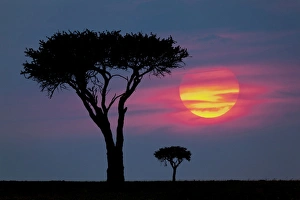 Images Dated 31st August 2011: Trees on plains of Masai Mara, Kenya, Africa