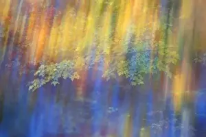 Impressionistic Prints: Trees reflected in car window. Credit as: Nancy Rotenberg / Jaynes Gallery / Danita