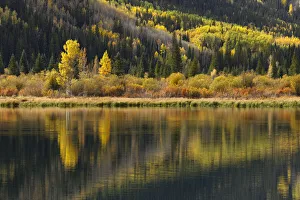 San Juan Mountain Prints: Trees reflecting on Crystal Lake at sunrise, Uncompahgre National Forest, Colorado