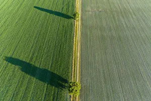 Salem Prints: Two trees and shadows between fields, Marion County, Illinois