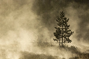 Images Dated 4th October 2016: Trees silhouetted in morning mist, Yellowstone National Park, Wyoming / Montana