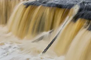 Edge Prints: Trees stuck in Tahquamenon Falls, Upper Peninsula of Michigan
